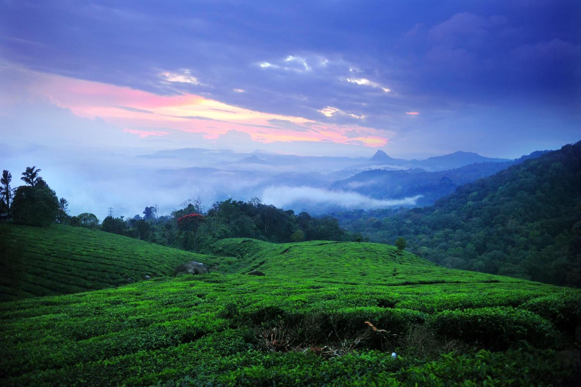 Violet Woods Hotel Munnar Exterior foto